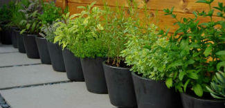 Czy na balkonie da się uprawiać warzywa i zioła? 